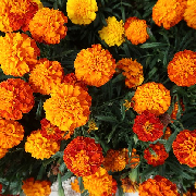 marigold (1).jpg